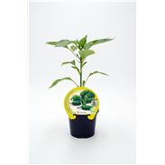 Pimiento de Padrón M-10,5 Capsicum annuum - 02025023 (1)