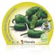 Pimiento de Padrón M-10,5 Capsicum annuum - 02025023 (2)