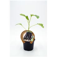 Berenjena Larga Negra M-10,5 Solanum melongena - 02025032 (1)