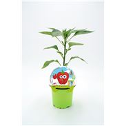 Pimiento Rojo KIDS M-10,5 Capsicum annuum - 02034008 (1)