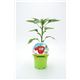 Pimiento Rojo KIDS M-10,5 Capsicum annuum - 02034008 (1)