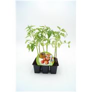 Pack Tomate Colgar 6 Ud. Solanum lycopersicum - 02031049 (1)