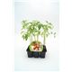 Pack Tomate Colgar 6 Ud. Solanum lycopersicum