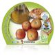 Pack Tomate Colgar 6 Ud. Solanum lycopersicum - 02031049 (2)