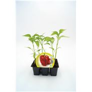 Pack Pimiento Rojo 6 Ud. Capsicum annuum - 02031059 (1)