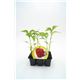 Pack Pimiento Rojo 6 Ud. Capsicum annuum - 02031059 (1)