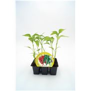 Pack Pimiento Italiano 6 Ud. Capsicum annuum - 02031060 (1)