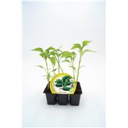 Pack Pimiento de Padrón 6 Ud. Capsicum annuum - 02031061 (1)