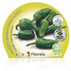 Pack Pimiento de Padrón 6 Ud. Capsicum annuum - 02031061 (2)