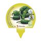 Pack Pimiento de Padrón 6 Ud. Capsicum annuum - 02031061 (3)