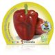 Pimiento Rojo M-10,5 Capsicum annuum - 02025021 (2)