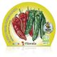Pimiento Italiano M-10,5 Capsicum annuum - 02025022 (2)