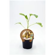 Berenjena Almagro M-10,5 Solanum melongena - 02025031 (1)