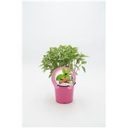 Albahaca Cannelle M-10,5 Ocimum basilicum - 02030031 (1)