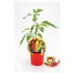Picante Hungarian Wax M-10,5 Capsicum annuum - 02028015 (1)