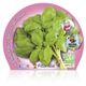 Albahaca Hoja Ancha M-10,5 Ocimum basilicum - 02030004 (2)