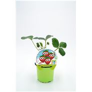 Fresita De Bosque KIDS M-10,5 Fragaria vesca - 02034002 (1)