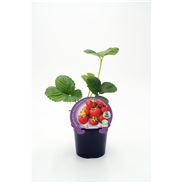 Fresita De Bosque M-10,5 Fragaria vesca - 02025071 (1)