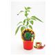 Jalapeño M-10,5 Capsicum annuum - 02028001 (1)