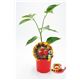 Picante Habanero Rojo M-10,5 Capsicum chinense