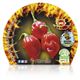Picante Habanero Rojo M-10,5 Capsicum chinense - 02028012 (2)