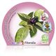 Albahaca Thai Siam Queen M-10,5 Ocimum basilicum - 02030029 (2)