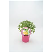 Albahaca Citron M-10,5 Ocimum basilicum - 02030030 (1)