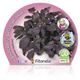 Albahaca Púrpura M-10,5 Ocimum basilicum - 02030025 (2)