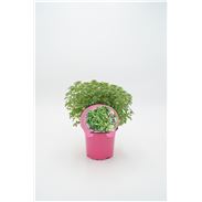 Albahaca Hoja Pequeña M-10,5 Ocimum basilicum - 02030005 (1)