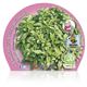 Albahaca Hoja Pequeña M-10,5 Ocimum basilicum - 02030005 (2)