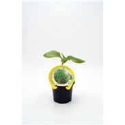 Calabaza Cabello de Ángel M-10,5 Cucurbita ficifolia - 02025128 (1)