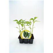 Pack Pimiento de Gernika 6 Ud. Capsicum annuum - 02031063 (1)