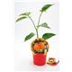 Picante Habanero Naranja M-10,5 Capsicum chinense