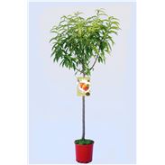 Melocotón Sprincrest M-25 - Prunus persica - 03054059  (1)
