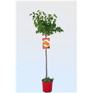 Albaricoque Galta Roja M-25 - Prunus armeniaca - 03054048  (1)