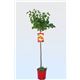 Albaricoque Galta Roja M-25 - Prunus armeniaca - 03054048  (1)