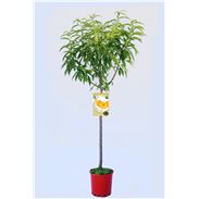 Melocotón Baby Gold 6 M-25 - Prunus persica - 03054058  (1)