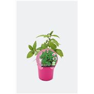 Menta Piperita M-10,5 Mentha piperita - 02030011 (1)
