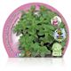 Menta Piperita M-10,5 Mentha piperita - 02030011 (2)