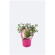 Tomillo Limón M-10,5 Thymus citriodorus - 02030042 (1)