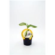 Luffa M-10,5 Luffa cylindrica - 02025129 (1)