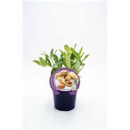 Cacahuete M-10,5 Arachis hypogaea - 02025064 (1)