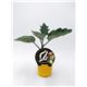 Berenjena Asia M-10,5 Solanum melongena - 02027011 (1)