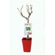 Cerezo Enano Garden Bing 5l - Prunus avium - 03055003 (1)