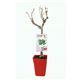 Cerezo Enano Garden Bing 5l - Prunus avium