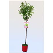 Ciruelo Claudia Verde M-25 - Prunus domestica - 03054012  (1)
