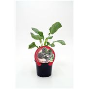 Brócoli Sprouting M-10,5 Brassica oleracea var. italica - 02025148 (1)