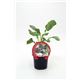 Brócoli Sprouting M-10,5 Brassica oleracea var. italica - 02025148 (1)