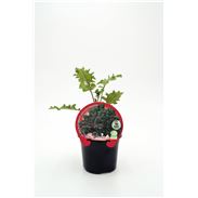 Col Kale Morada M-10,5 Brassica acephala - 02025149 (1)