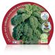 Pack Col Kale 6 Ud. Brassica acephala - 02031075 (2)
